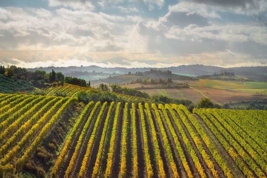 Vini toscani: tutto quello che c da sapere